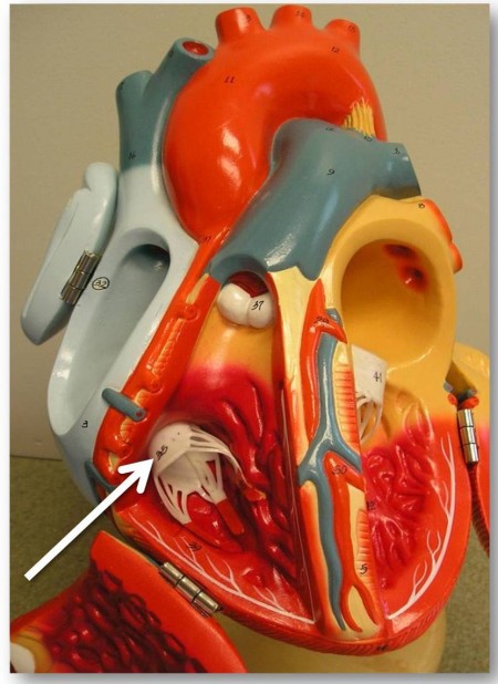 Анатомия трикуспидального клапана